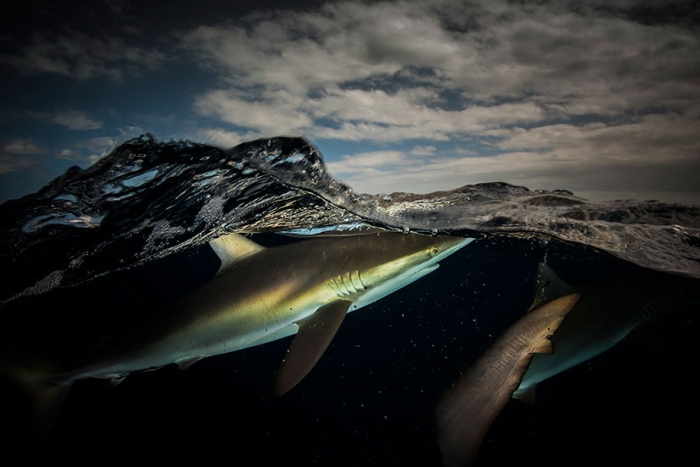surface-half-underwater-photography-over-under-matty-smith-12
