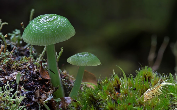 exotic-australian-mushroom-photography-steve-axford-40