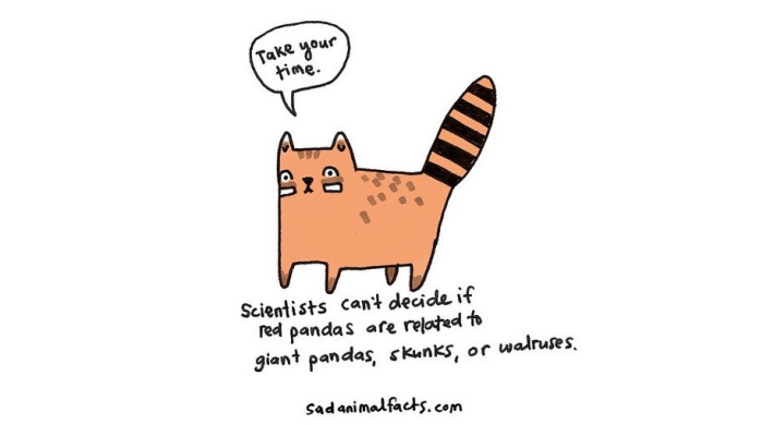 cute-illustrations-drawings-sad-animal-facts-brooke-barker-45