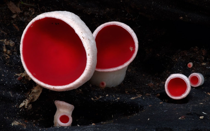 exotic-australian-mushroom-photography-steve-axford-76