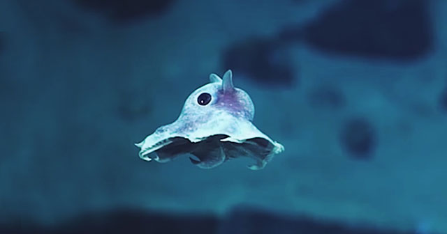 Weird Newly-Discovered Sea Creatures Captured On Camera For The First Time