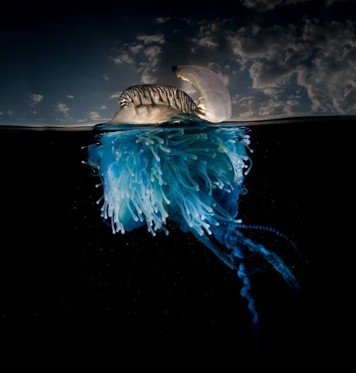 surface-half-underwater-photography-over-under-matty-smith-17