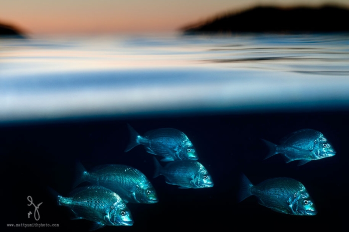 surface-half-underwater-photography-over-under-matty-smith-20