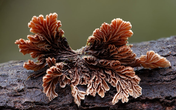 exotic-australian-mushroom-photography-steve-axford-61