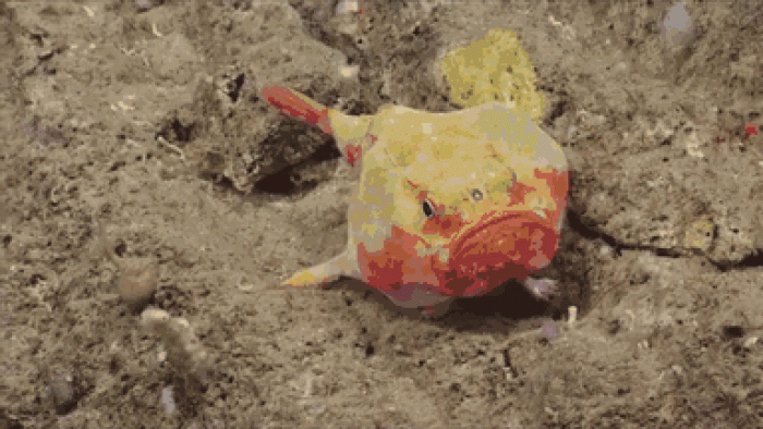 new-species-deep-sea-creatures-puerto-rico-trench-10