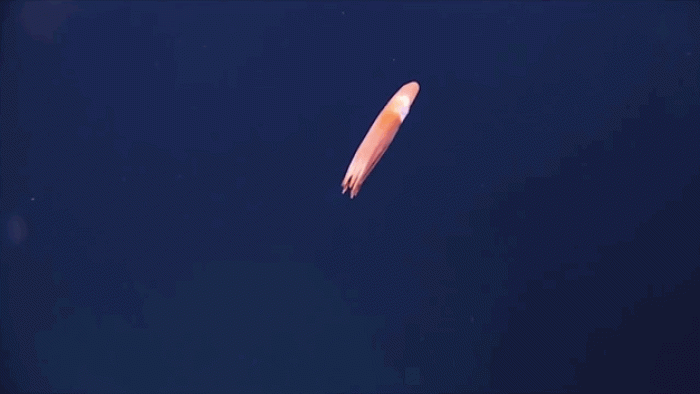 new-species-deep-sea-creatures-puerto-rico-trench-12