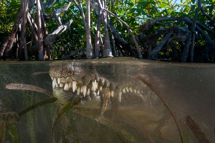 surface-half-underwater-photography-over-under-matty-smith-11