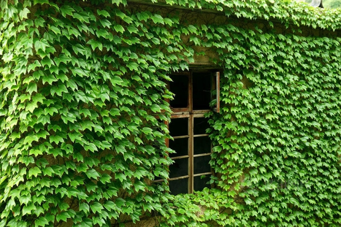 abandoned-fishing-village-goqui-island-shengsi-zhoushan-china-tang-yuhong-10
