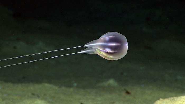 new-species-deep-sea-creatures-puerto-rico-trench-6