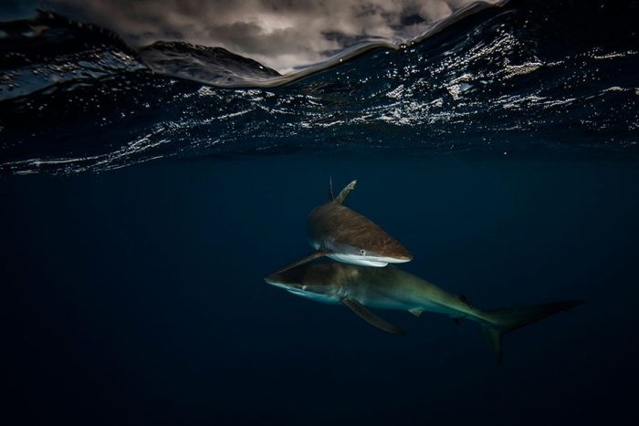 surface-half-underwater-photography-over-under-matty-smith-16