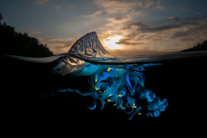 surface-half-underwater-photography-over-under-matty-smith-13