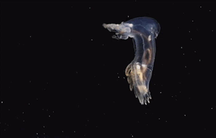 new-species-deep-sea-creatures-puerto-rico-trench-15