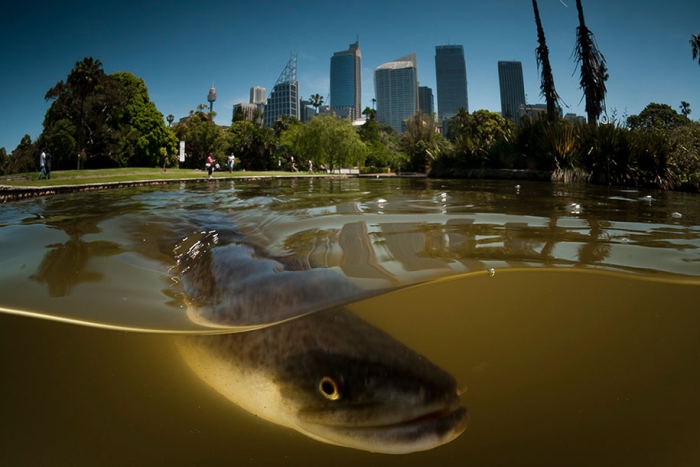 surface-half-underwater-photography-over-under-matty-smith-10