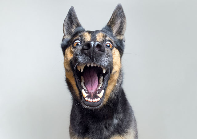 Photographer Takes Incredibly Expressive Portraits Of Her Dogs