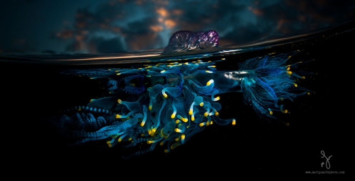 surface-half-underwater-photography-over-under-matty-smith-2