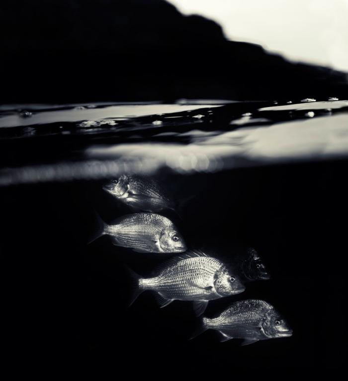 surface-half-underwater-photography-over-under-matty-smith-14