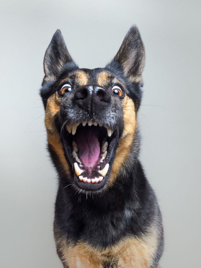 funny-playful-expressive-dog-portraits-elke-vogelsang-1