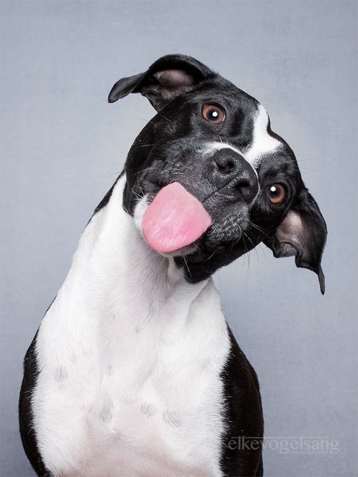 funny-playful-expressive-dog-portraits-elke-vogelsang-9