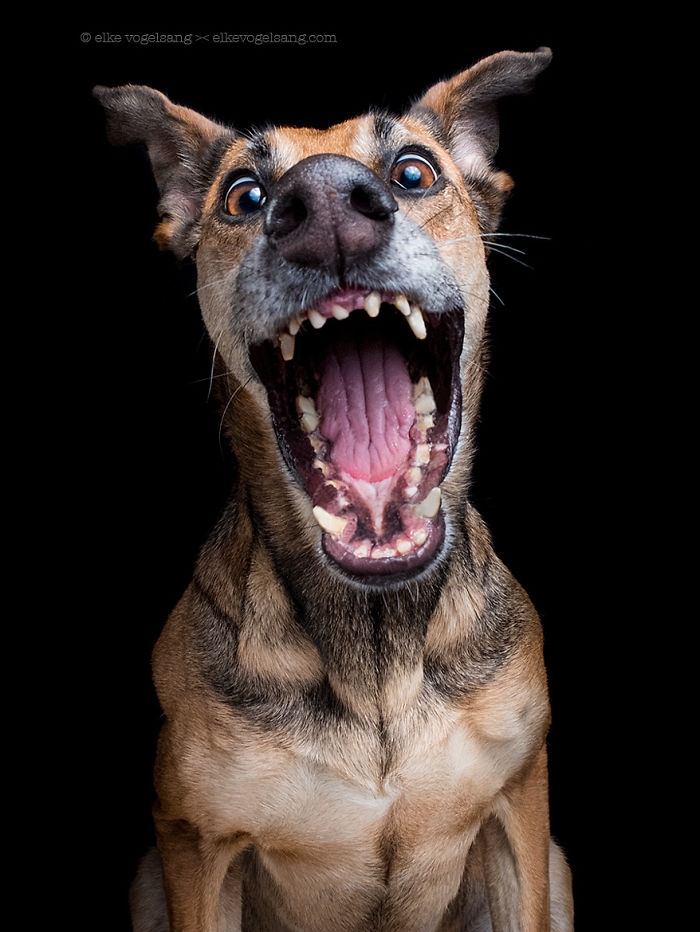 funny-playful-expressive-dog-portraits-elke-vogelsang-11