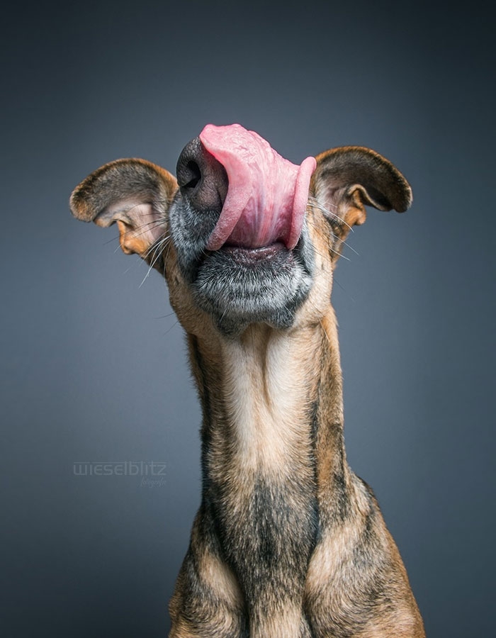 funny-playful-expressive-dog-portraits-elke-vogelsang-12