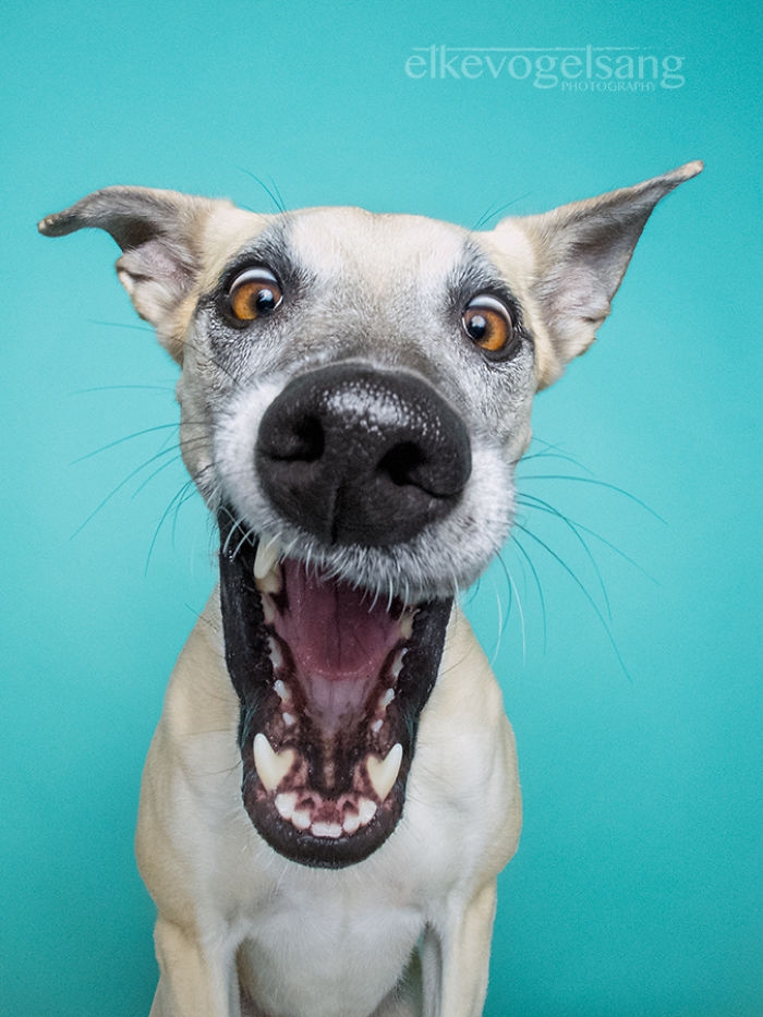 funny-playful-expressive-dog-portraits-elke-vogelsang-14