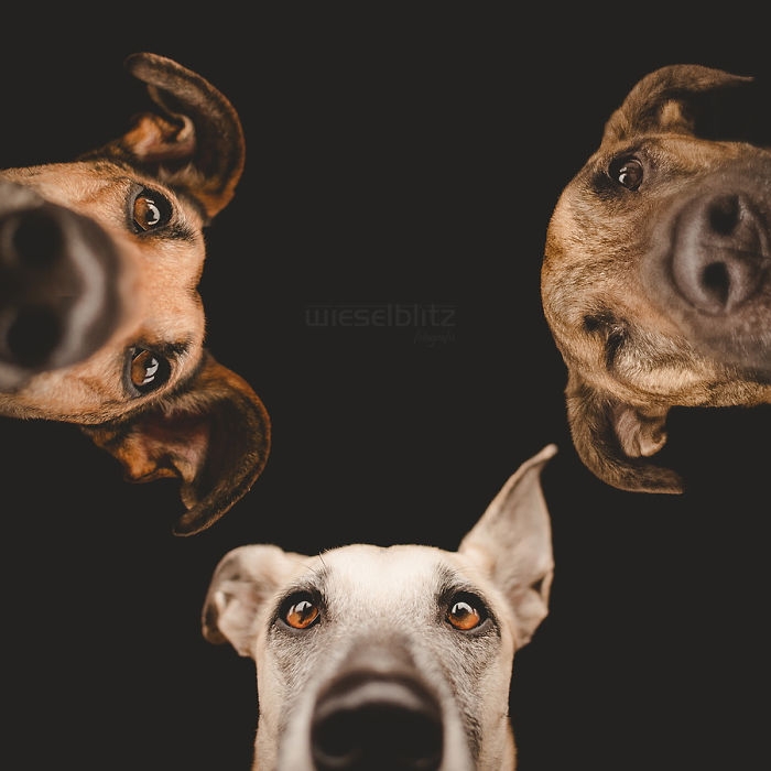 funny-playful-expressive-dog-portraits-elke-vogelsang-15
