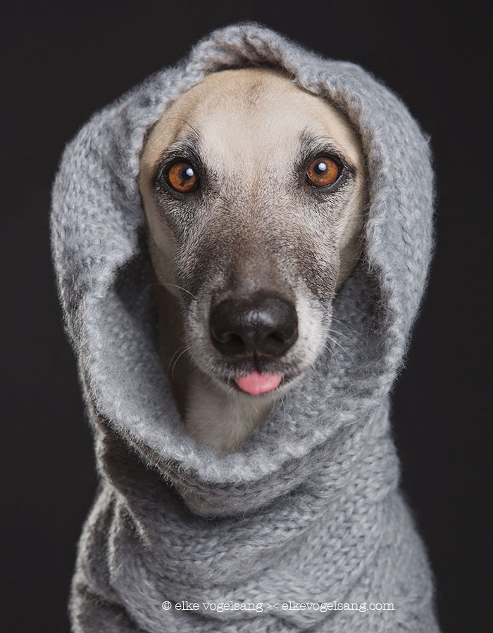 funny-playful-expressive-dog-portraits-elke-vogelsang-16