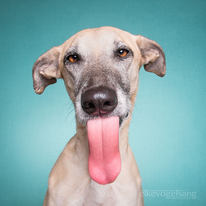 funny-playful-expressive-dog-portraits-elke-vogelsang-13