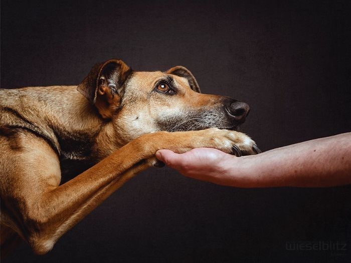 funny-playful-expressive-dog-portraits-elke-vogelsang-17