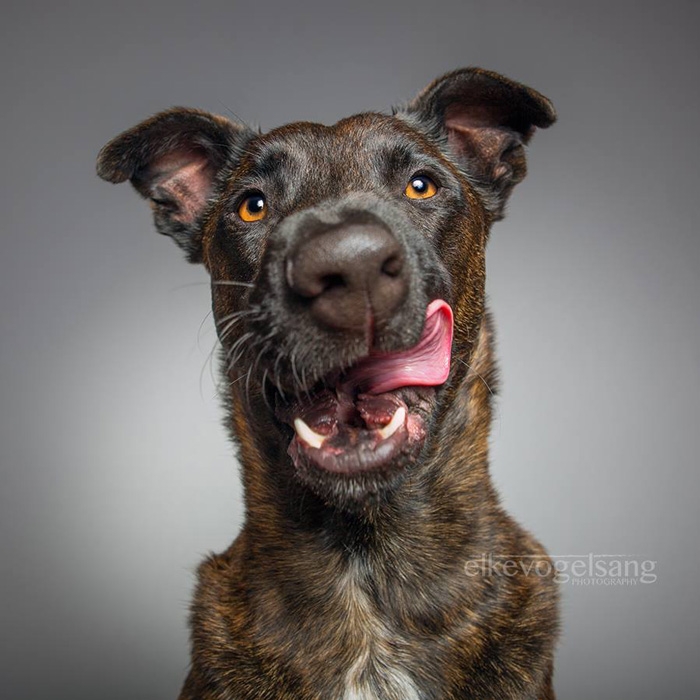 funny-playful-expressive-dog-portraits-elke-vogelsang-3
