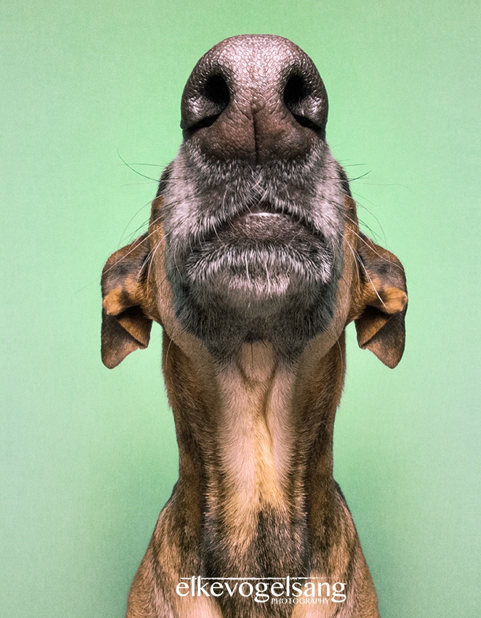funny-playful-expressive-dog-portraits-elke-vogelsang-4