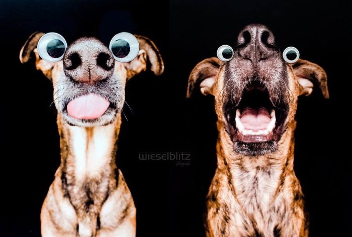 funny-playful-expressive-dog-portraits-elke-vogelsang-2