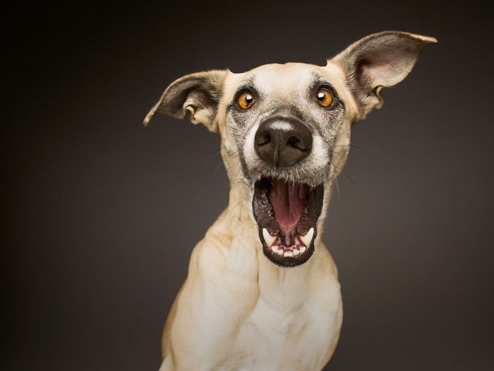 funny-playful-expressive-dog-portraits-elke-vogelsang-5