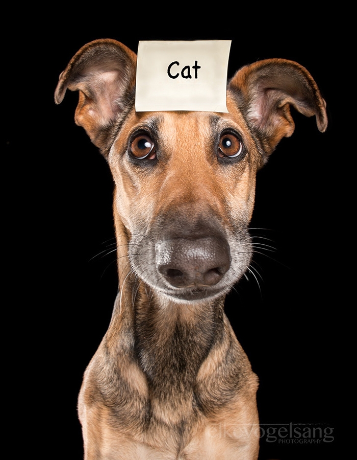 funny-playful-expressive-dog-portraits-elke-vogelsang-6