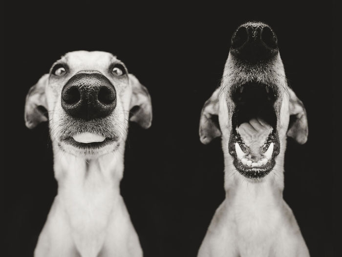 funny-playful-expressive-dog-portraits-elke-vogelsang-8