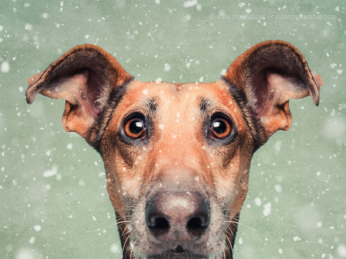 funny-playful-expressive-dog-portraits-elke-vogelsang-7
