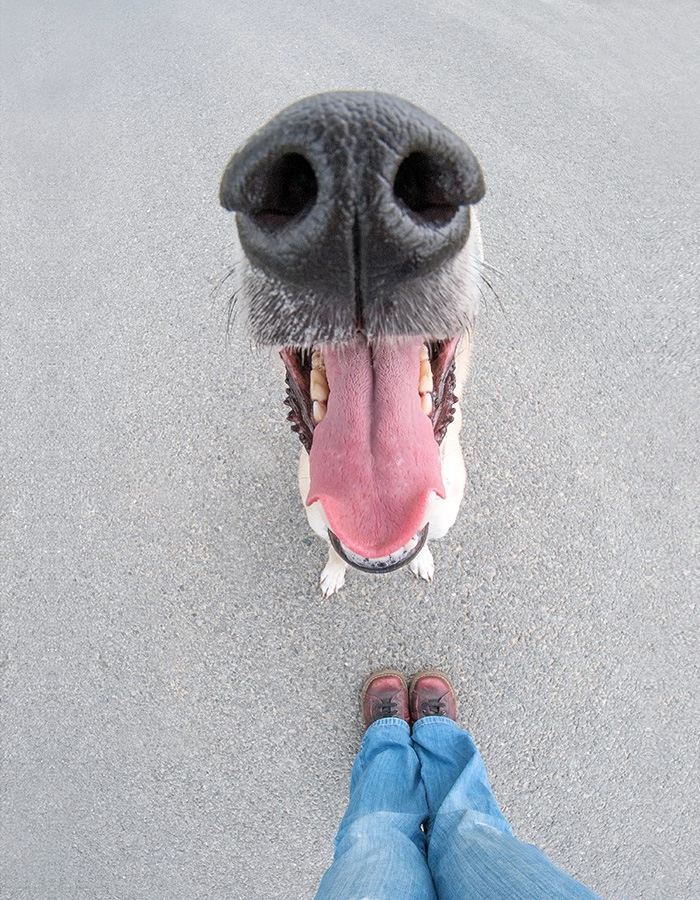 funny-playful-expressive-dog-portraits-elke-vogelsang-10