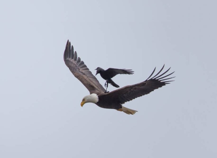 funny-animals-crow-riding-eagle-phoo-chan-2