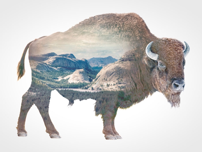 double-exposure-animal-portraits-faunascapes-whatwedo-denmark-12