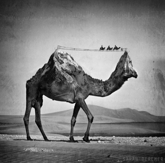 strange-animal-hybrids-surreal-experiments-sarah-deremer-12
