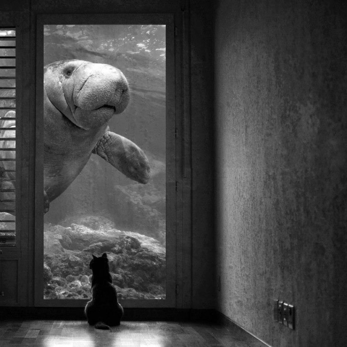 strange-animal-hybrids-surreal-experiments-sarah-deremer-7