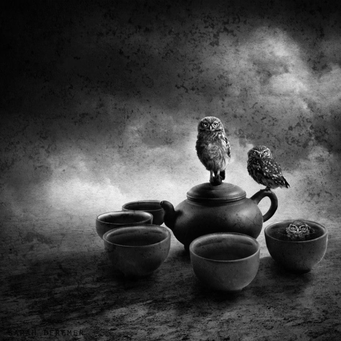 strange-animal-hybrids-surreal-experiments-sarah-deremer-6