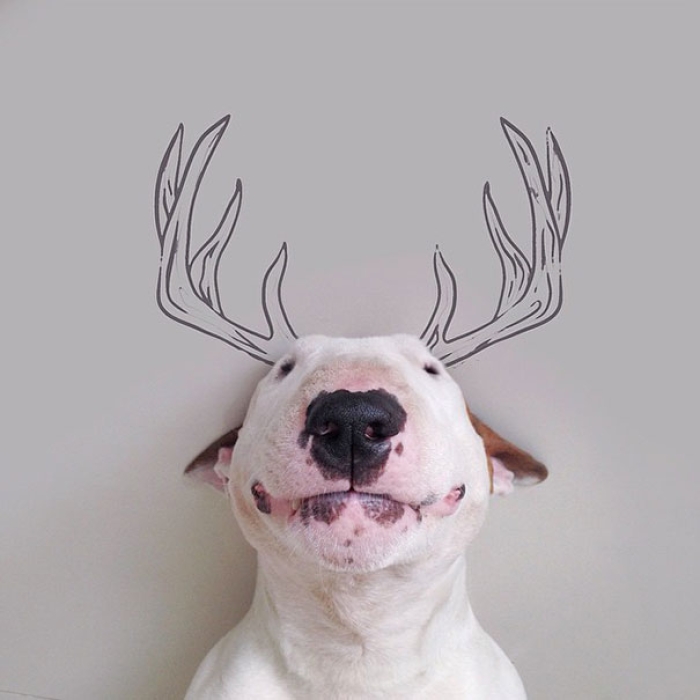 dog-interactive-illustrations-jimmy-choo-rafael-mantesso-7