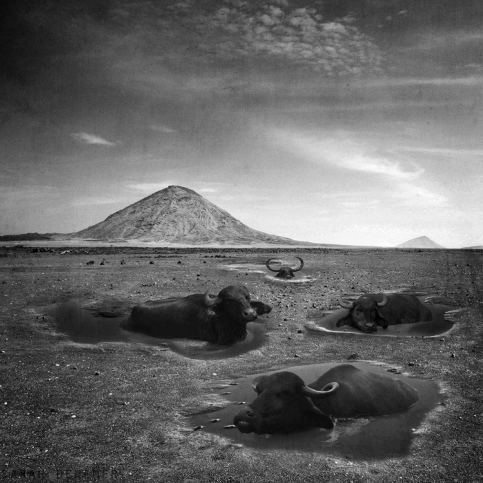 strange-animal-hybrids-surreal-experiments-sarah-deremer-10