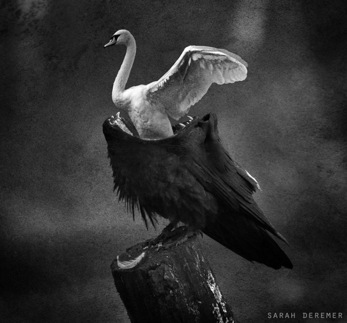 strange-animal-hybrids-surreal-experiments-sarah-deremer-4