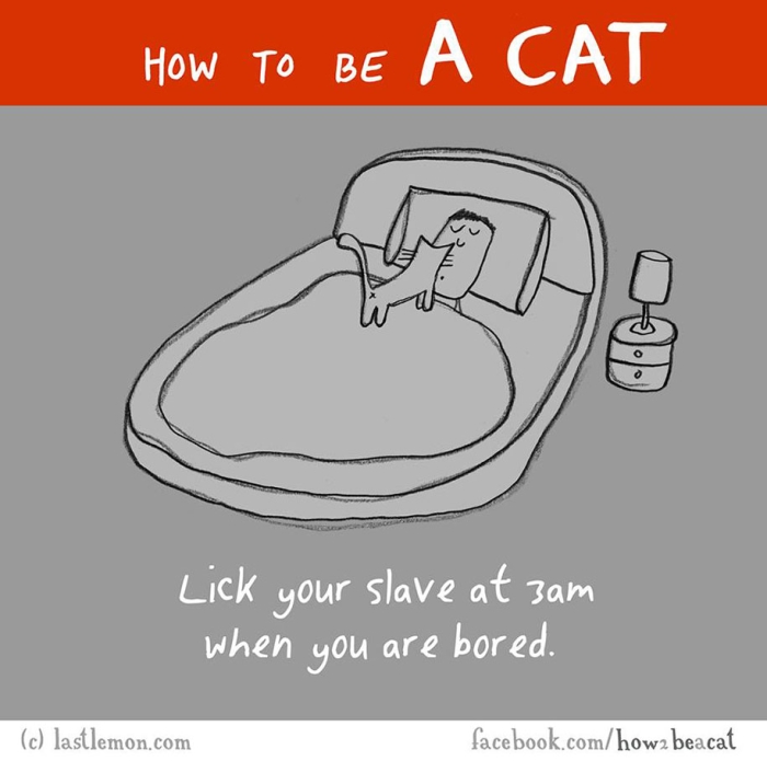 funny-illustration-guide-how-to-be-cat-lisa-swerling-ralph-lazar-14