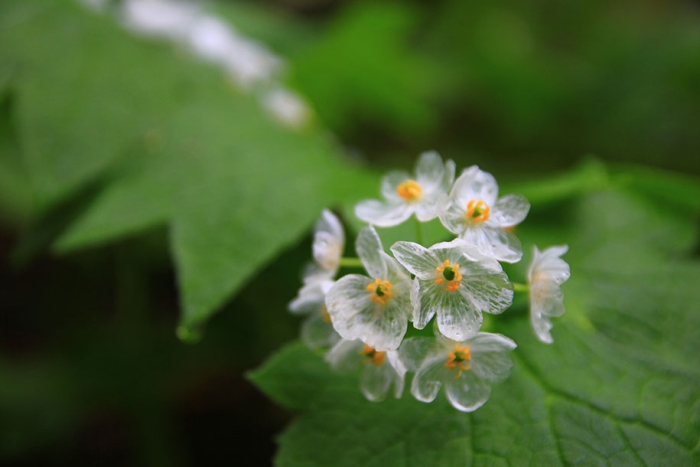 transparent-rain-wet-skeleton-flowers-diphylleia-grayi-20