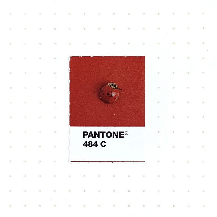 pantone-matches-tiny-pms-match-inka-mathew-33