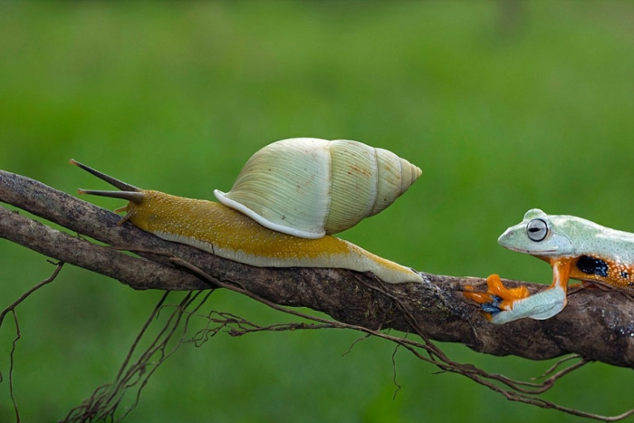 funny-animals-frog-riding-snail-kurito-afsheen-indonesia-3