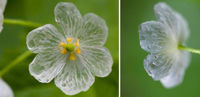 transparent-rain-wet-skeleton-flowers-diphylleia-grayi-26